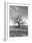 Coastal Oak Series No. 12-Alan Blaustein-Framed Photographic Print