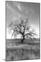 Coastal Oak Series No. 12-Alan Blaustein-Mounted Photographic Print