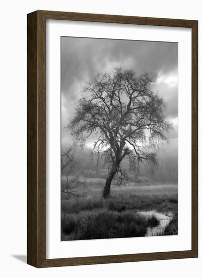 Coastal Oak Series No. 13-Alan Blaustein-Framed Photographic Print