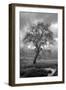 Coastal Oak Series No. 13-Alan Blaustein-Framed Photographic Print