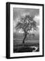 Coastal Oak Series No. 13-Alan Blaustein-Framed Photographic Print