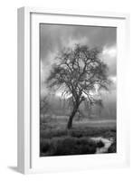 Coastal Oak Series No. 13-Alan Blaustein-Framed Photographic Print