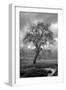 Coastal Oak Series No. 13-Alan Blaustein-Framed Photographic Print