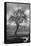 Coastal Oak Series No. 13-Alan Blaustein-Framed Stretched Canvas