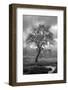 Coastal Oak Series No. 13-Alan Blaustein-Framed Photographic Print