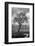 Coastal Oak Series No. 13-Alan Blaustein-Framed Photographic Print