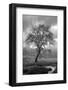 Coastal Oak Series No. 13-Alan Blaustein-Framed Photographic Print