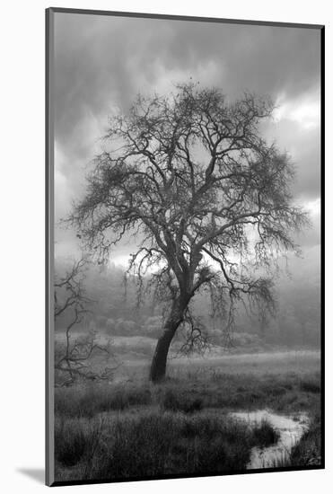 Coastal Oak Series No. 13-Alan Blaustein-Mounted Photographic Print