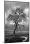 Coastal Oak Series No. 13-Alan Blaustein-Mounted Photographic Print