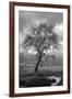 Coastal Oak Series No. 13-Alan Blaustein-Framed Photographic Print