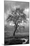 Coastal Oak Series No. 13-Alan Blaustein-Mounted Photographic Print