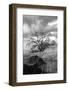 Coastal Oak Series No. 16-Alan Blaustein-Framed Photographic Print