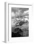 Coastal Oak Series No. 16-Alan Blaustein-Framed Photographic Print