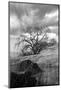 Coastal Oak Series No. 16-Alan Blaustein-Mounted Photographic Print