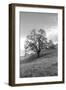 Coastal Oak Series No. 17-Alan Blaustein-Framed Photographic Print