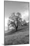 Coastal Oak Series No. 17-Alan Blaustein-Mounted Photographic Print