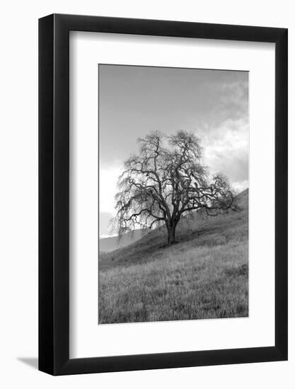 Coastal Oak Series No. 17-Alan Blaustein-Framed Photographic Print