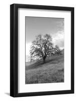 Coastal Oak Series No. 17-Alan Blaustein-Framed Photographic Print
