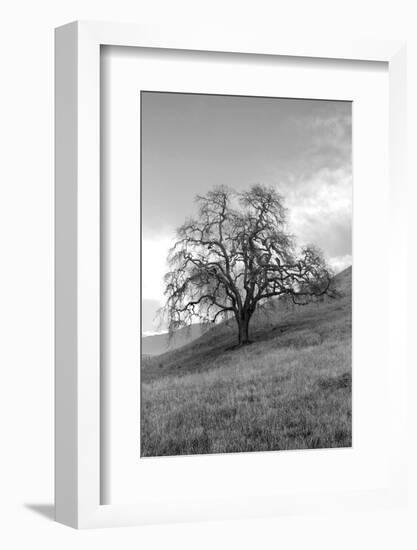 Coastal Oak Series No. 17-Alan Blaustein-Framed Photographic Print