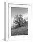 Coastal Oak Series No. 17-Alan Blaustein-Framed Photographic Print