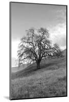 Coastal Oak Series No. 17-Alan Blaustein-Mounted Photographic Print