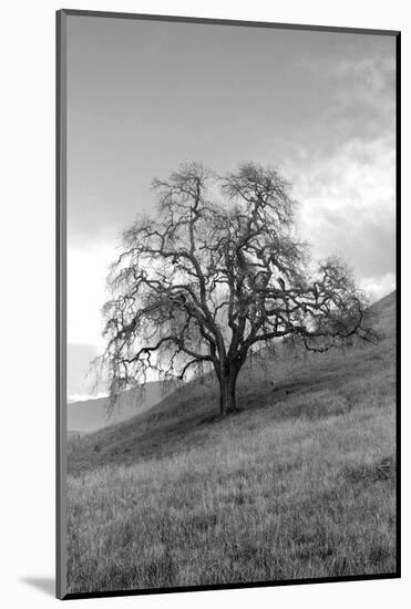 Coastal Oak Series No. 17-Alan Blaustein-Mounted Photographic Print