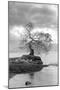 Coastal Oak Series No. 1-Alan Blaustein-Mounted Photographic Print