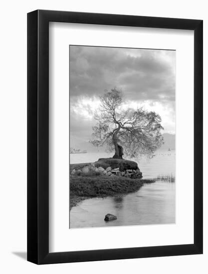 Coastal Oak Series No. 1-Alan Blaustein-Framed Photographic Print