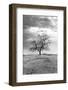 Coastal Oak Series No. 23-Alan Blaustein-Framed Photographic Print