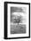 Coastal Oak Series No. 23-Alan Blaustein-Framed Photographic Print