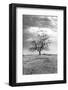 Coastal Oak Series No. 23-Alan Blaustein-Framed Photographic Print
