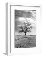 Coastal Oak Series No. 23-Alan Blaustein-Framed Photographic Print