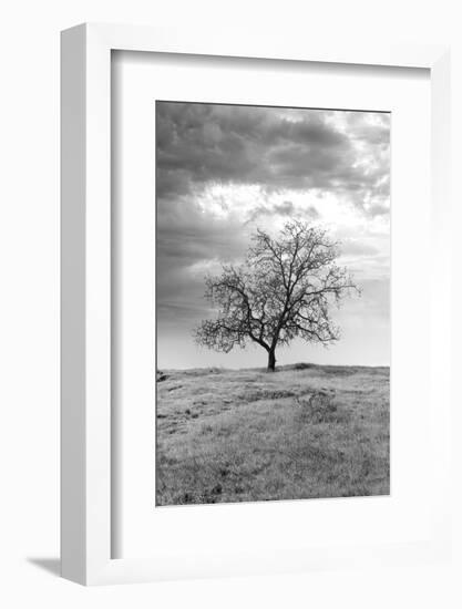 Coastal Oak Series No. 23-Alan Blaustein-Framed Photographic Print