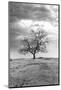 Coastal Oak Series No. 23-Alan Blaustein-Mounted Photographic Print