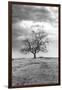 Coastal Oak Series No. 23-Alan Blaustein-Framed Photographic Print