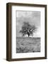 Coastal Oak Series No. 26-Alan Blaustein-Framed Photographic Print