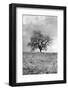 Coastal Oak Series No. 26-Alan Blaustein-Framed Photographic Print