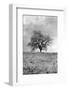 Coastal Oak Series No. 26-Alan Blaustein-Framed Photographic Print