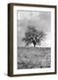 Coastal Oak Series No. 26-Alan Blaustein-Framed Photographic Print