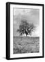 Coastal Oak Series No. 26-Alan Blaustein-Framed Photographic Print