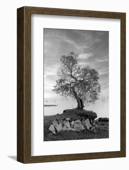 Coastal Oak Series No. 2-Alan Blaustein-Framed Photographic Print