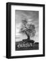 Coastal Oak Series No. 2-Alan Blaustein-Framed Photographic Print