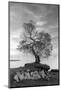 Coastal Oak Series No. 2-Alan Blaustein-Mounted Photographic Print