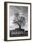 Coastal Oak Series No. 2-Alan Blaustein-Framed Photographic Print