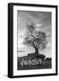 Coastal Oak Series No. 2-Alan Blaustein-Framed Photographic Print