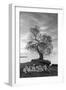 Coastal Oak Series No. 2-Alan Blaustein-Framed Photographic Print