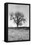 Coastal Oak Series No. 30-Alan Blaustein-Framed Stretched Canvas