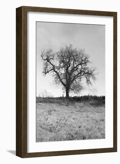 Coastal Oak Series No. 30-Alan Blaustein-Framed Photographic Print