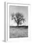 Coastal Oak Series No. 30-Alan Blaustein-Framed Photographic Print