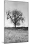 Coastal Oak Series No. 30-Alan Blaustein-Mounted Photographic Print